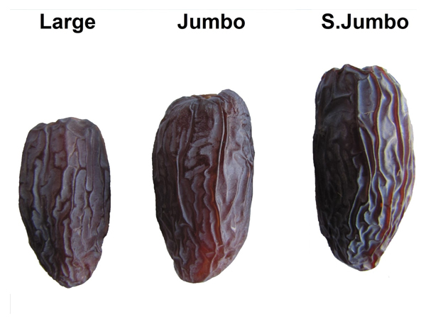 date-size