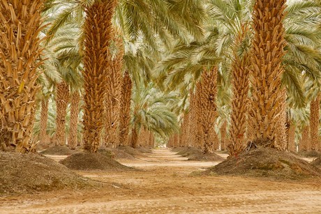 Wholesale Dates - Palm trees